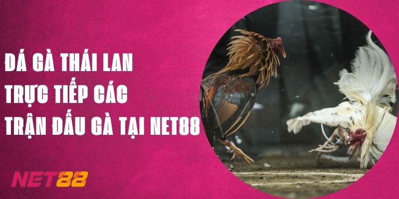 Đá Gà Thái Lan - Trực Tiếp Các Trận Đấu Gà Tại Net88